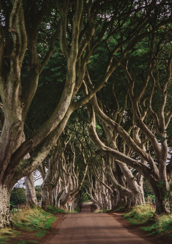 The Dark Hedges in Northern Ireland