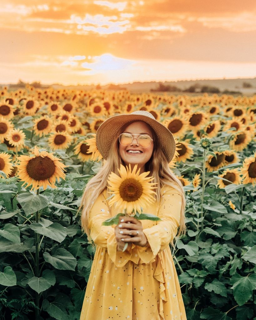Sunflower field, Slavonia, Croatia